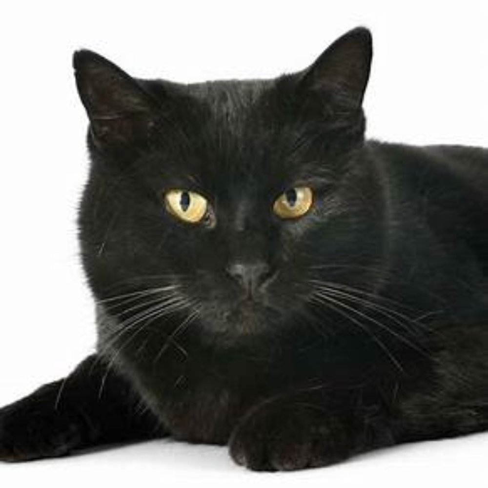 Meet your Posher, Misty